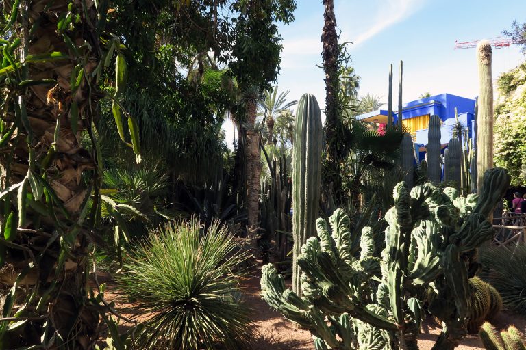 Visiting the Jardin Majorelle in Marrakech