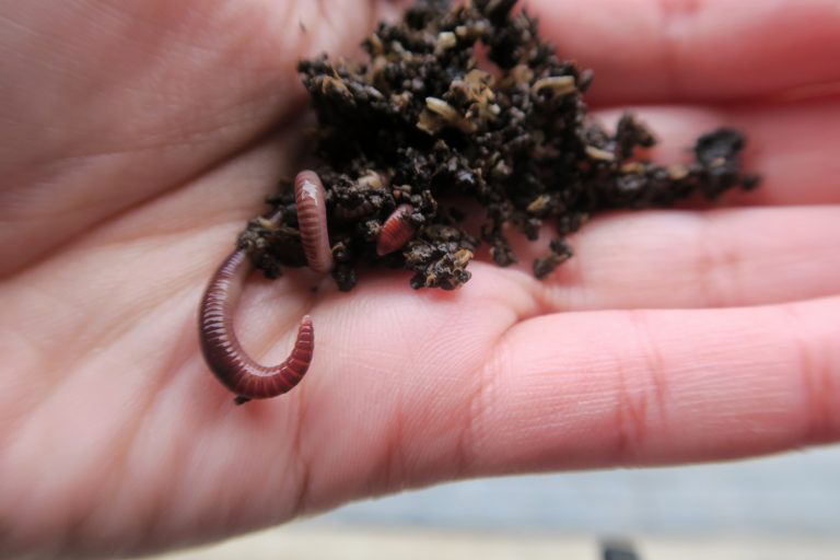 How to Construct a DIY Worm Farm for Your House or Flat