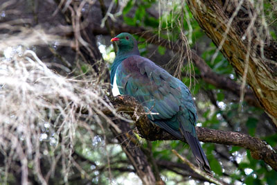 Why Tiritiri Matangi Island in New Zealand is Perfect For Birdnerds