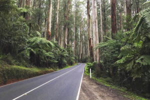 Black Spur Drive in Victoria. Discover the best Australian road trips.