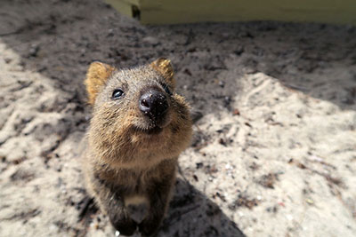 A quokka on Rottnest Island in Western Australia. Discover everything you need to know for the perfect day trip to Rottnest Island.