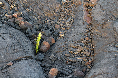 A plant grows through lava rocks on Hawaii's Big Island. Discover how you can apply the 12 Permaculture Principles to travel.